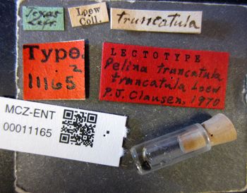 Media type: image;   Entomology 11165 Aspect: labels